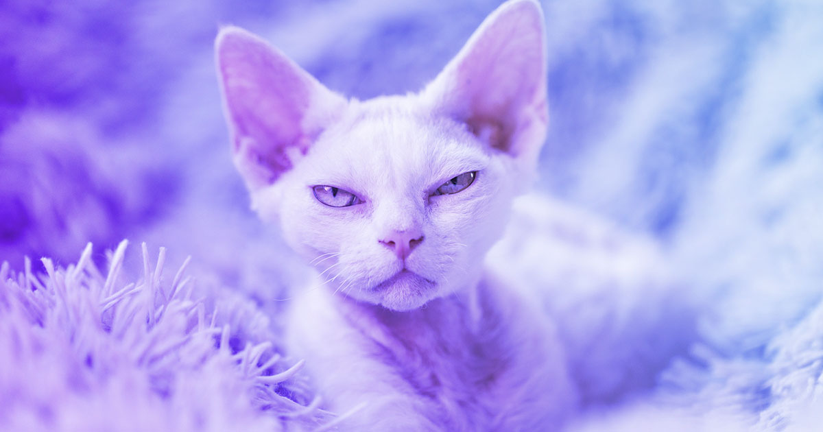 featured image for What's in a Ghostcat? CVE-2020-1938 Apache Tomcat LFI and RCE Risks