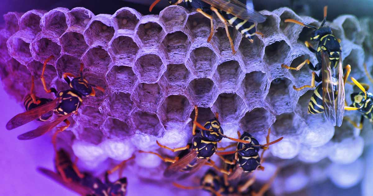 featured image for OWASP Top 10 introduction with Caroline Wong