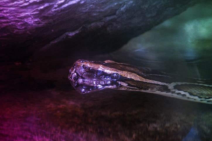 featured image for Searching with the Sonatype Nexus Repository REST API: Python