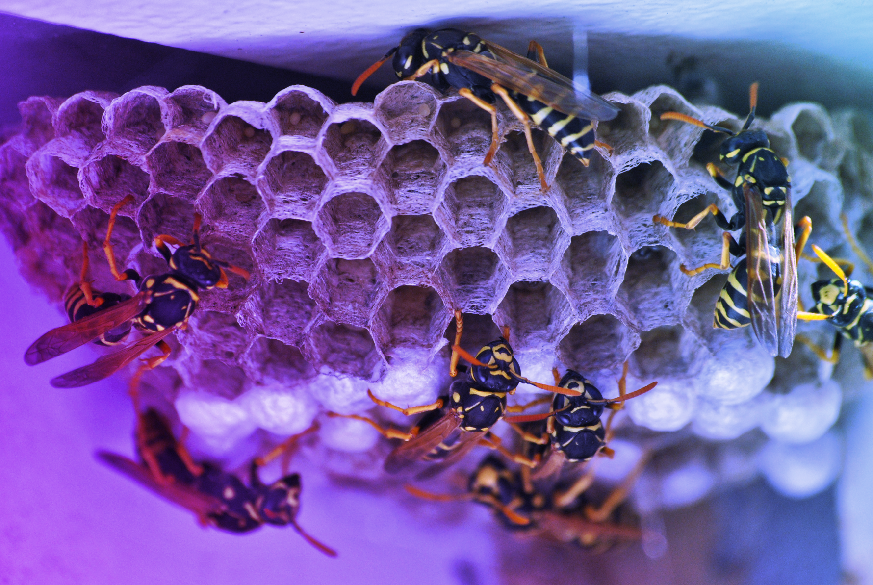 featured image for OWASP Top 10 introduction with Caroline Wong