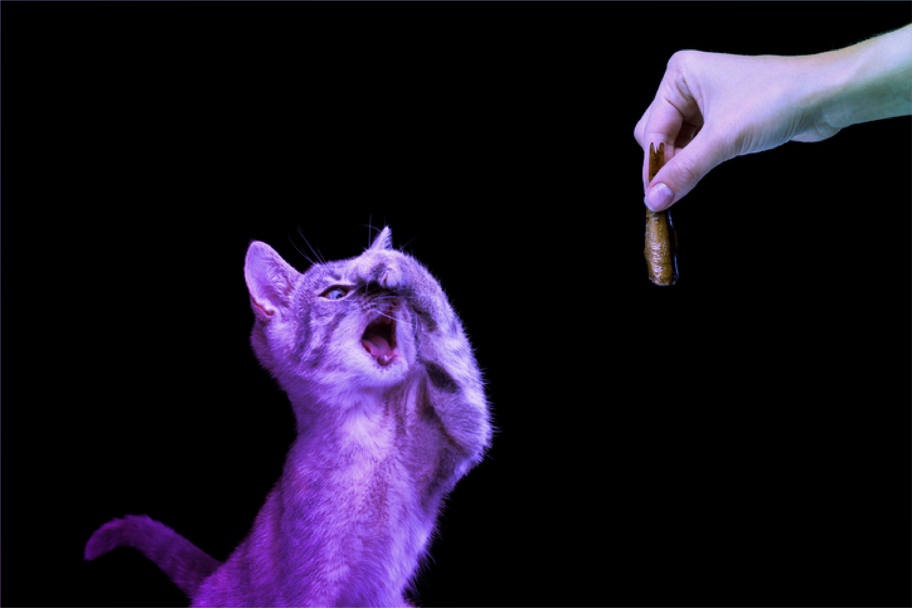 featured image for What's in Your jQuery App? Not the Fishy 'jquery-lh' We Hope