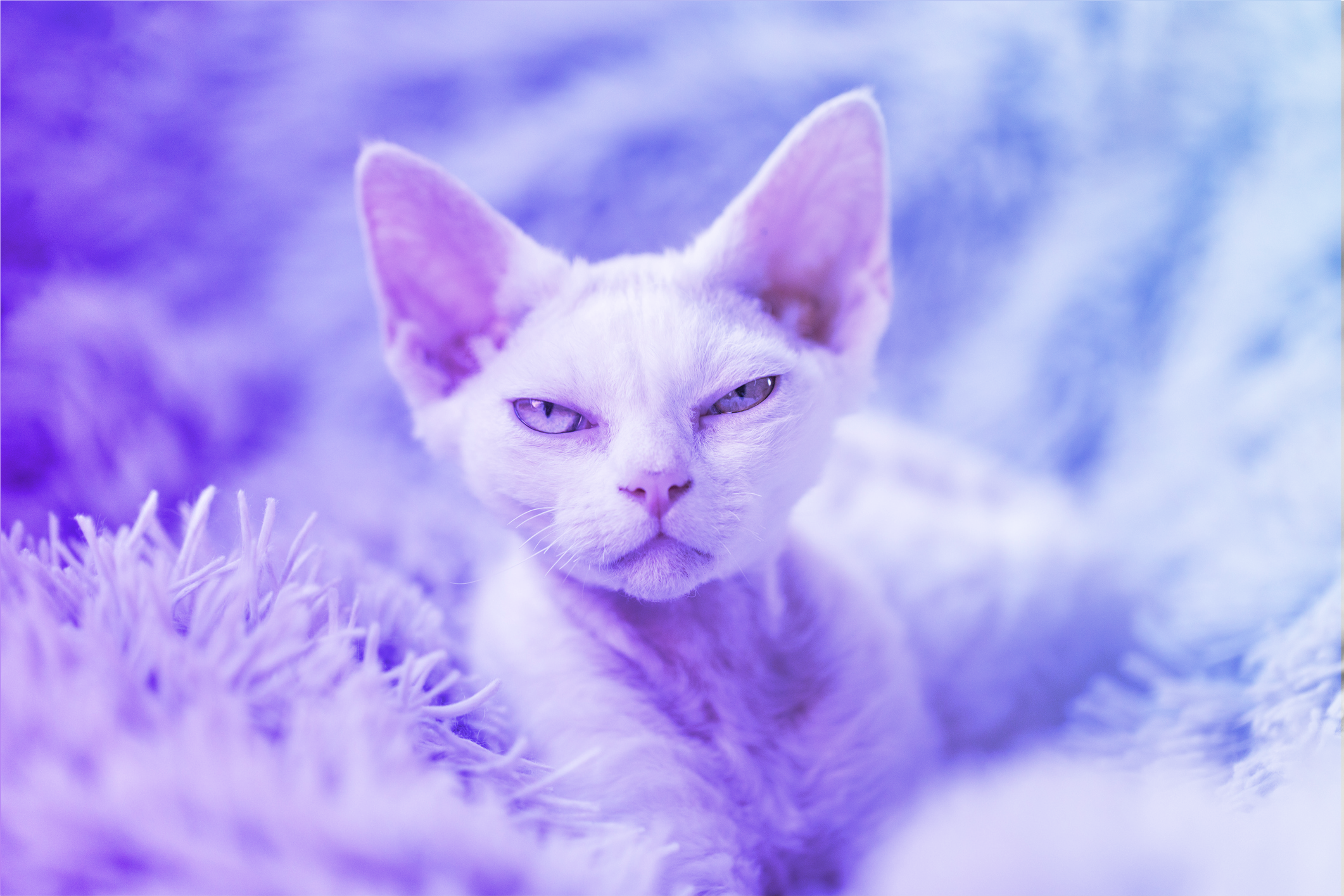 featured image for What's in a Ghostcat? CVE-2020-1938 Apache Tomcat LFI and RCE Risks