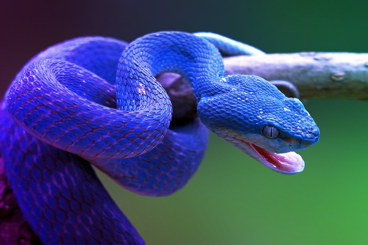 featured image for How to easily identify Conda vulnerabilities using Sonatype Jake