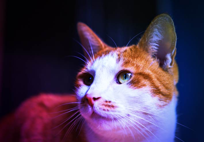 featured image for Top 5 Tomcat Vulnerabilities