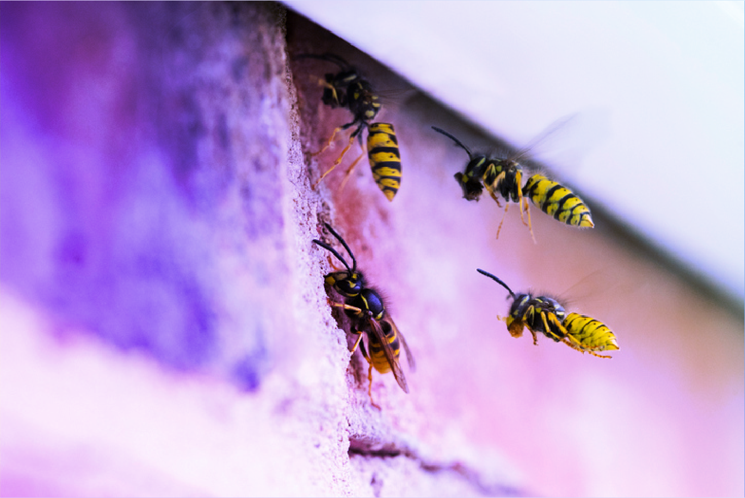 featured image for DevOps assurance with OWASP SAMM