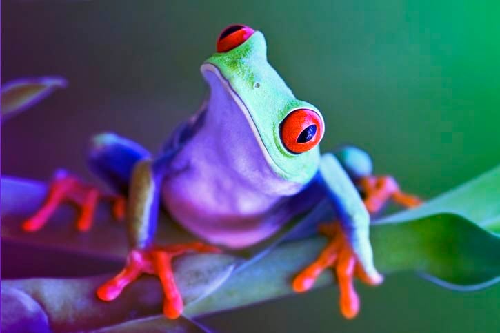 featured image for Sonatype Repository Firewall Now Supports JFrog Artifactory Customers