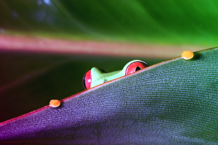 featured image for Sonatype Nexus Repository is rising above the swamp