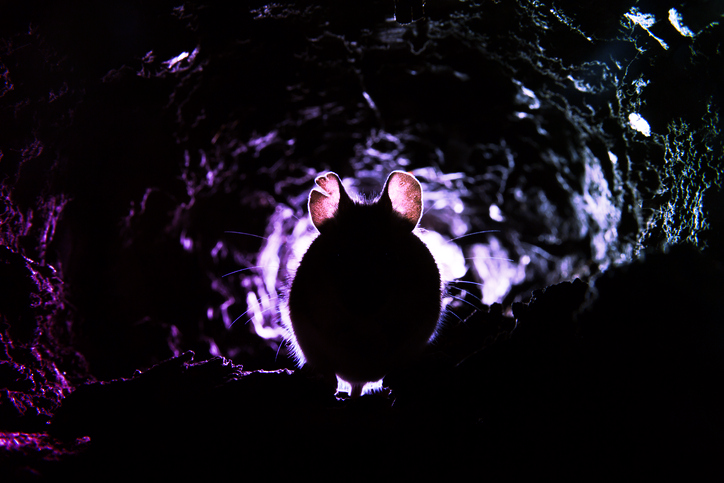 featured image for There's a RAT in My Code: New npm Malware with Bladabindi Trojan Spotted