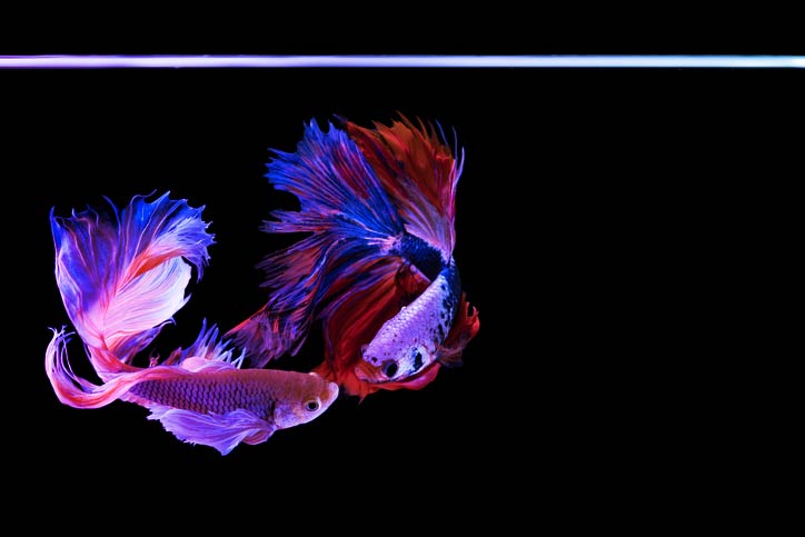 featured image for Sonatype Nexus Repository: New Beta REST API for Content