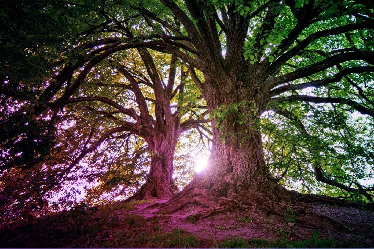 featured image for Sonatype Nexus Repository and Datree integration deliver automated pipeline control