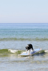 featured image for Dogfooding Sonatype Insight: We found vulnerabilities in Nexus