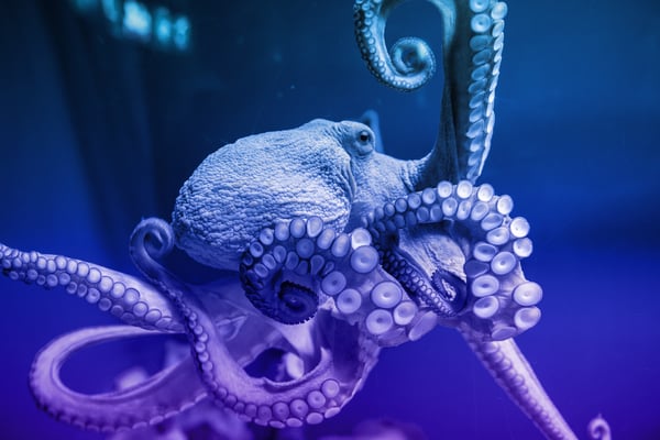 Octopus Scanner Malware
