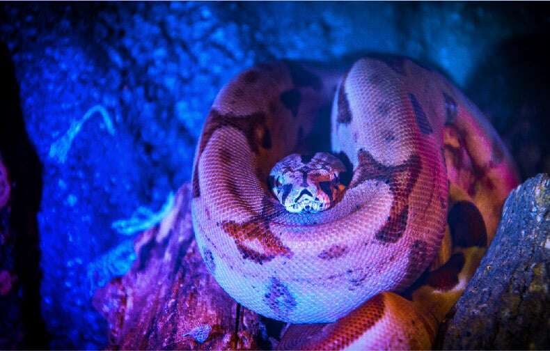 featured image for Proxy a Conda repository using Sonatype Nexus Repository